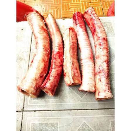 Tenggorokan - Sapi
