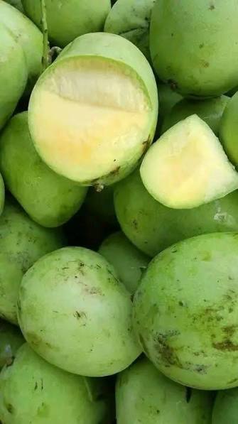 MANGGA MUDA