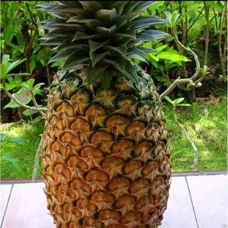 NANAS SUPER MENGKEL PCS