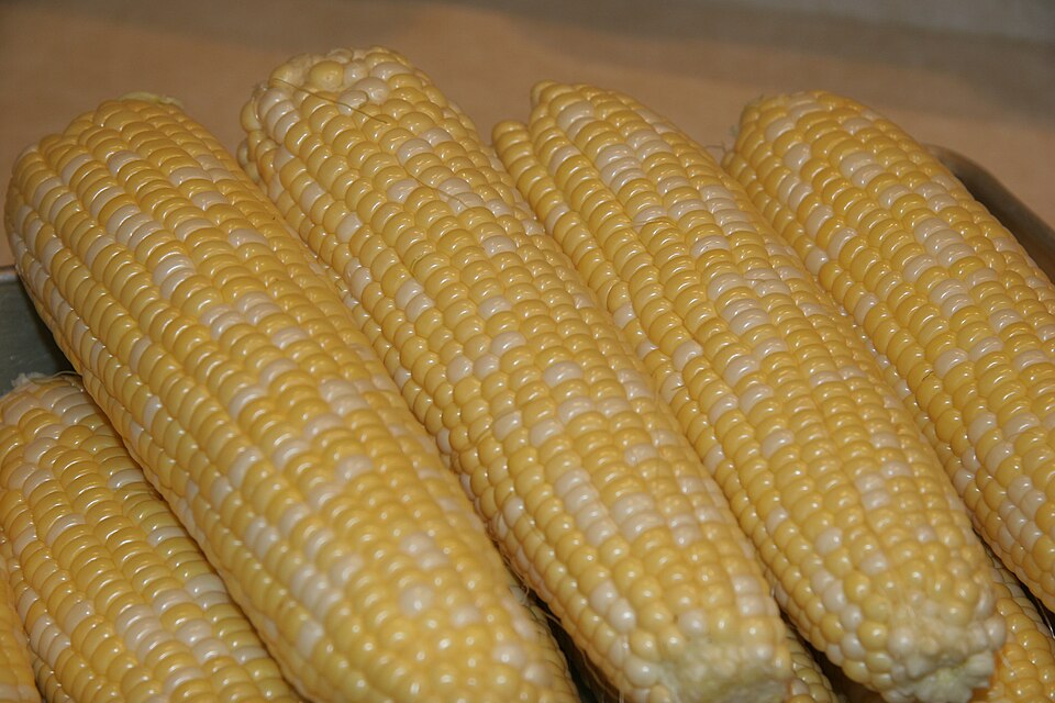 JAGUNG MANIS