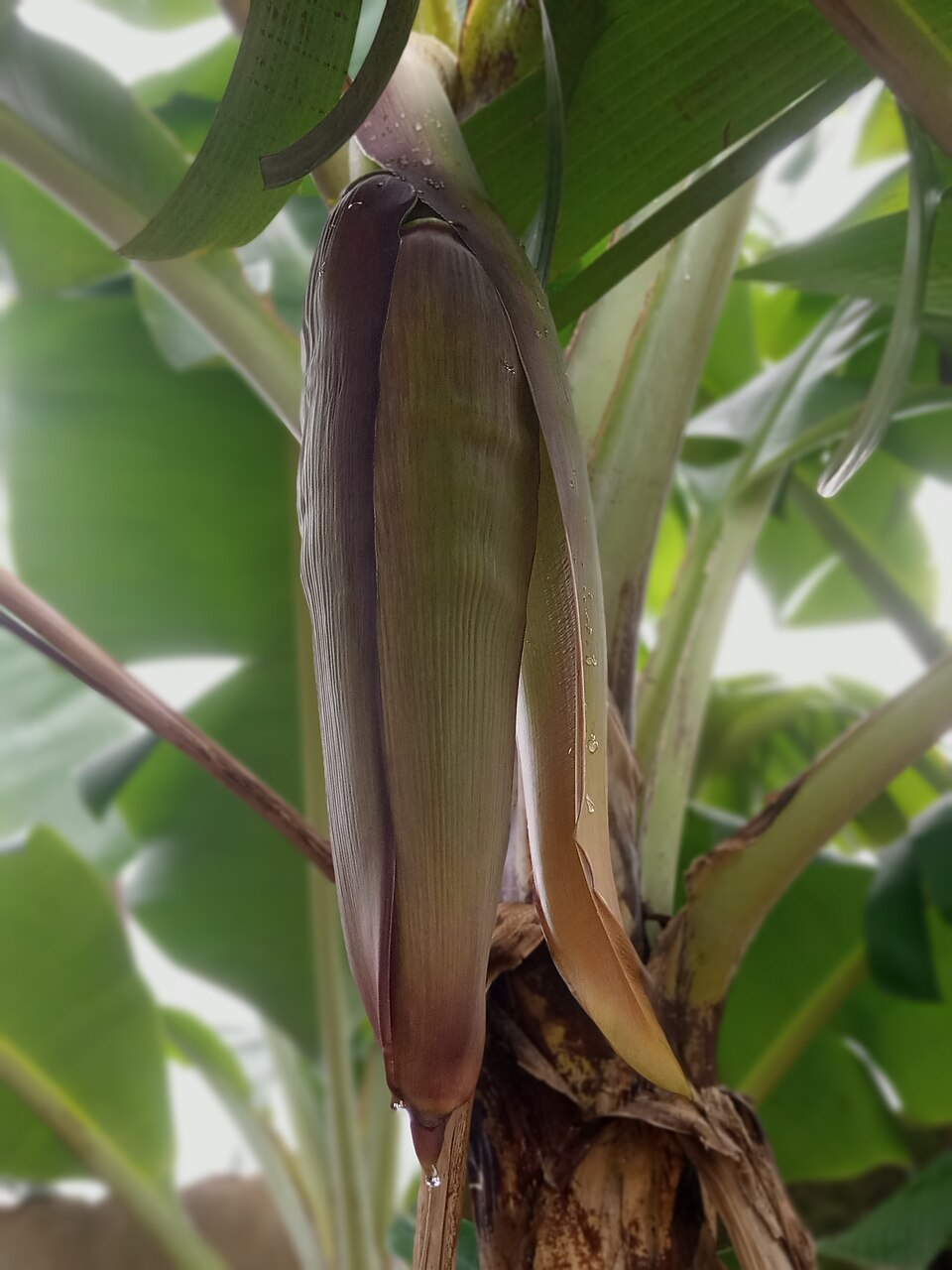 JANTUNG PISANG PCS