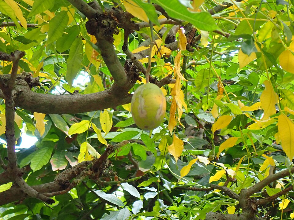 KEDONDONG