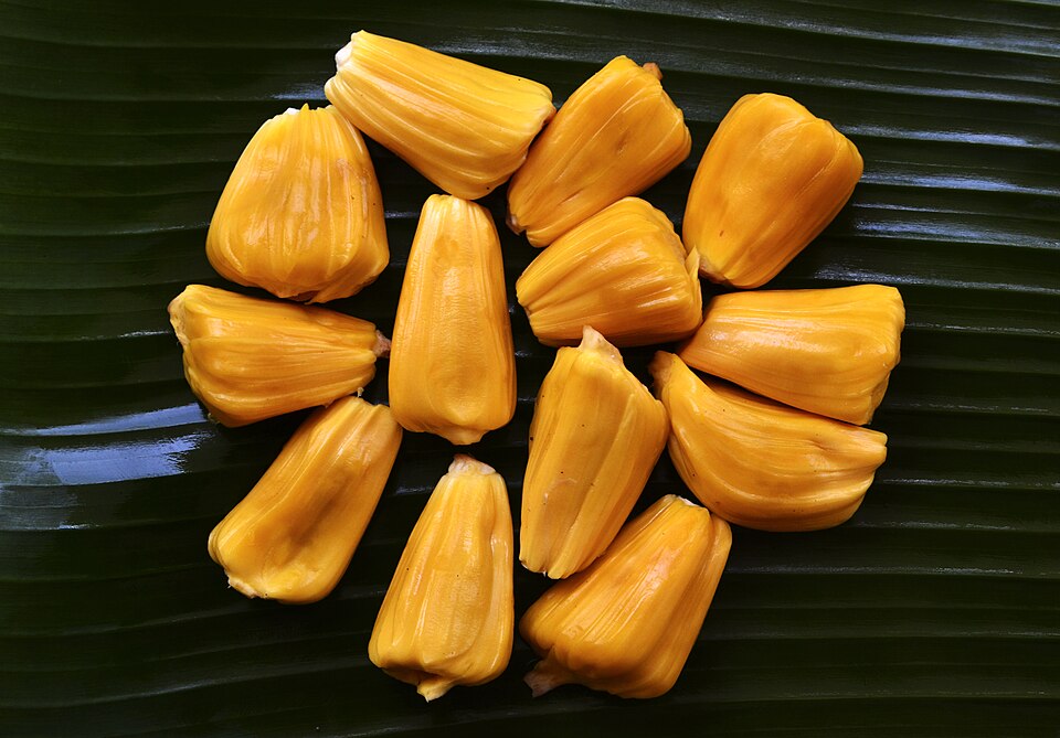 NANGKA MUDA KULIT