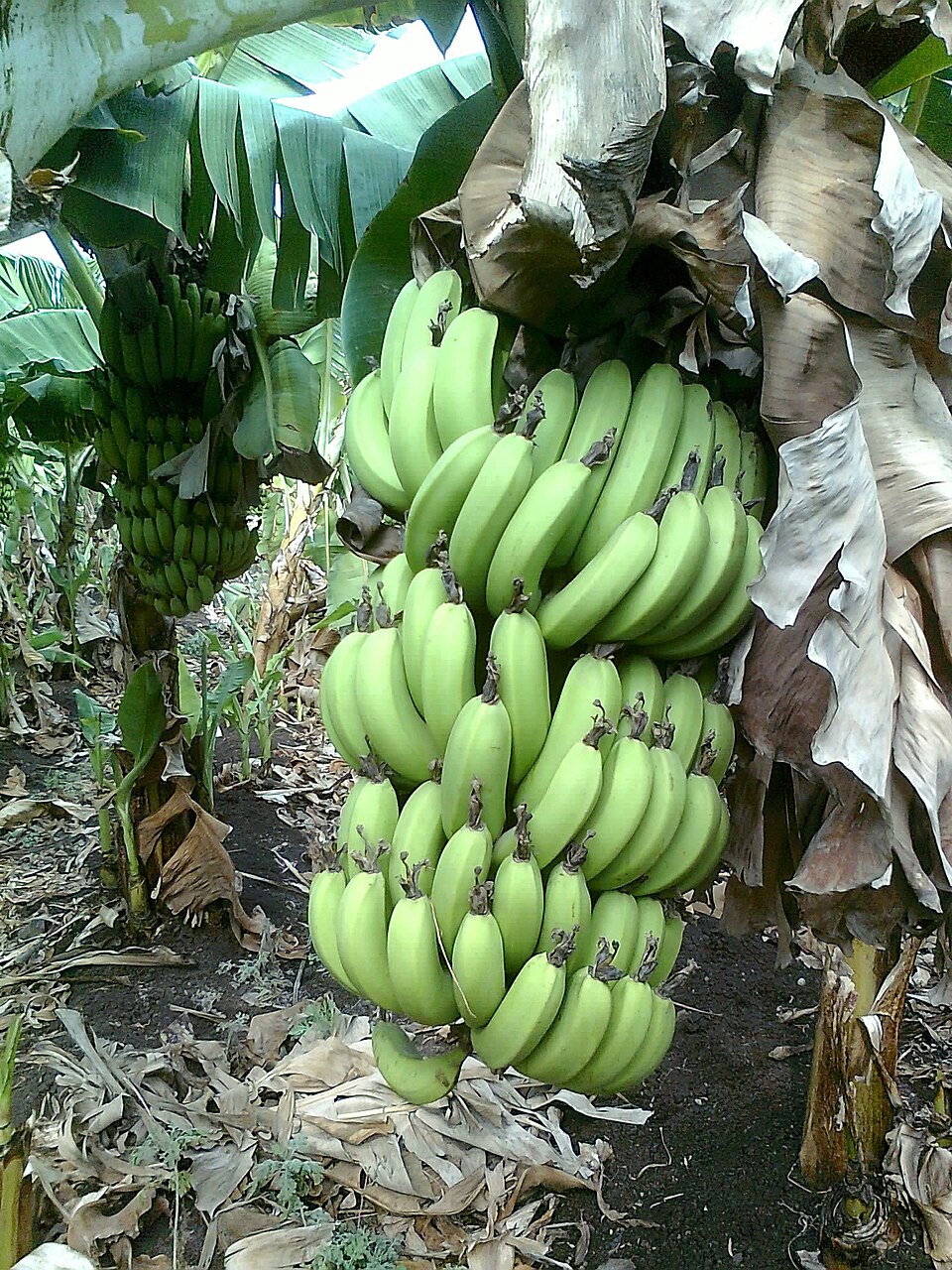PISANG BARANGAN MATANG SISIR