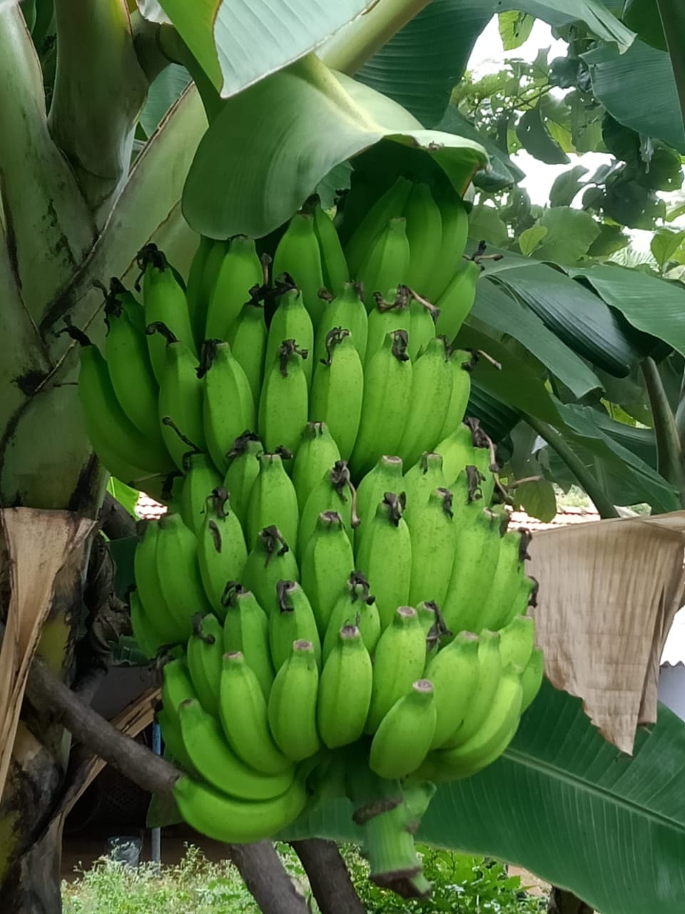 PISANG TANDUK MATANG PCS